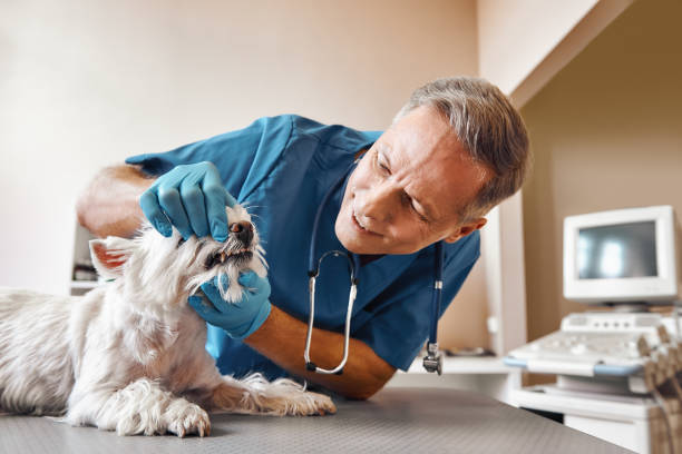 Best Emergency Tooth Extraction in Lake Zurich, IL